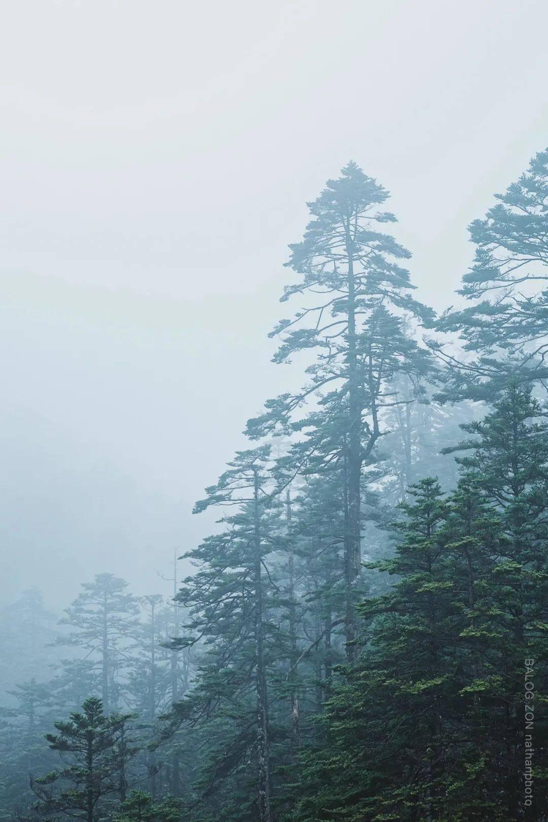动物帮帮忙保卫家园