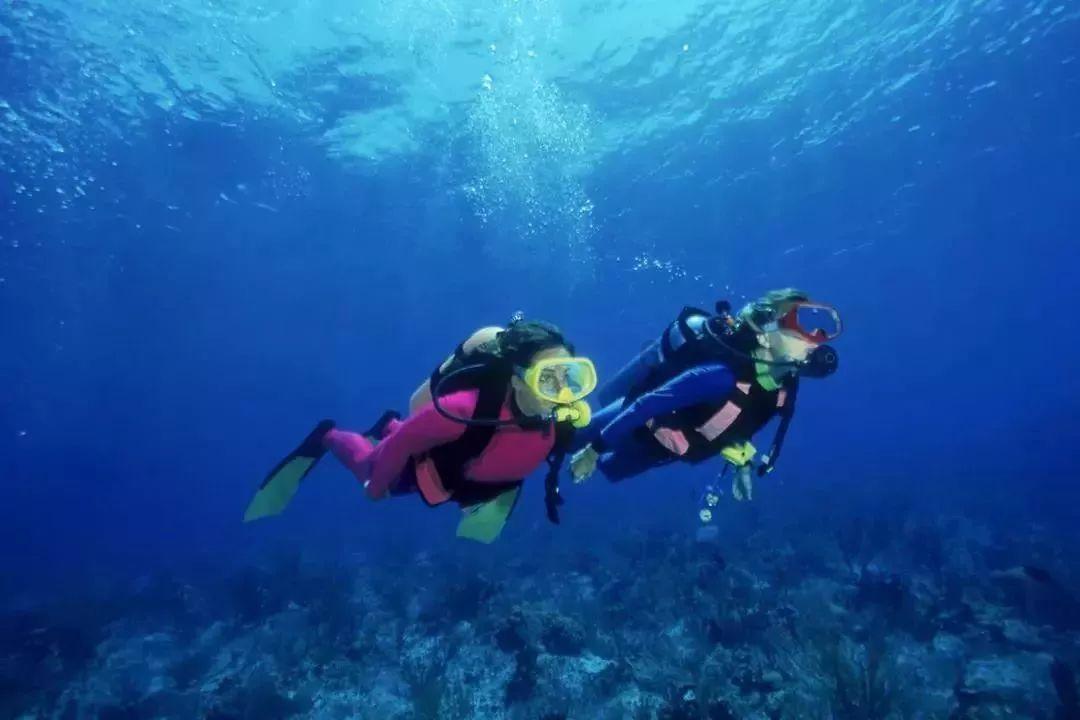 丹阳一寺院门口惊现一只“灵鸟”