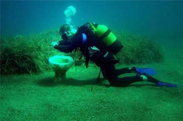 青海门源:一农户三年两次遭遇荒漠猫“入户吃鸡”