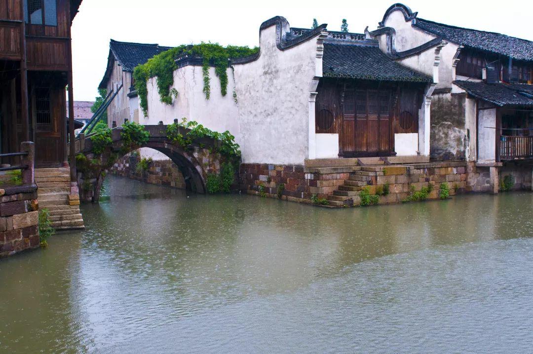 可爱小猫向上跳